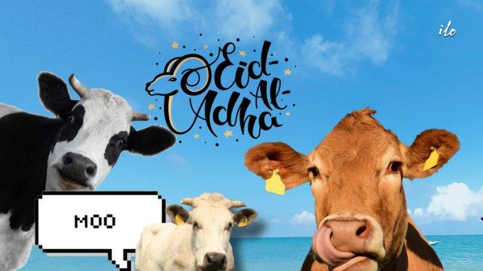 Ilustrasi ternak sapi sehat siap untuk hewan qurban Idul Adha.