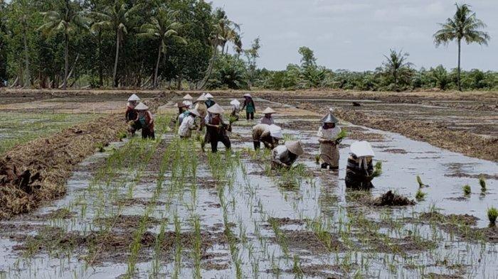 Petani eks Program PLG Sejuta Hektare masa orde baru yang turut dilibatkan dalam program food estate Desa Talio Kabupaten Pulangpisau, Kalteng.