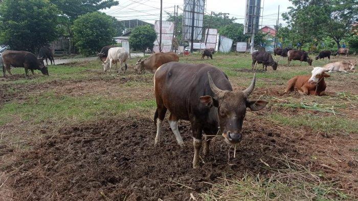Kegiatan pertenakan sapi di Kutai Kartanegara, Kalimantan Timur. Di Desa Beringin Agung, Kecamatan Samboja, Kabupaten Kutai Kartanegara, Kalimantan Timur, tengah gencar mengembangkan bisnis ternak sapi.