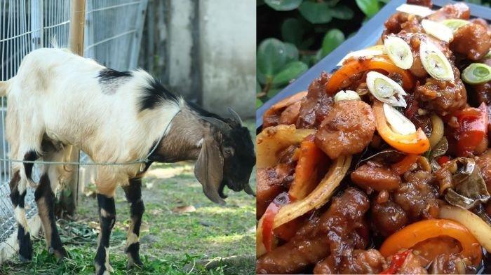 Manfaat torpedo kambing dan cek juga cara mengolahnya untuk Idul Adha 2023
