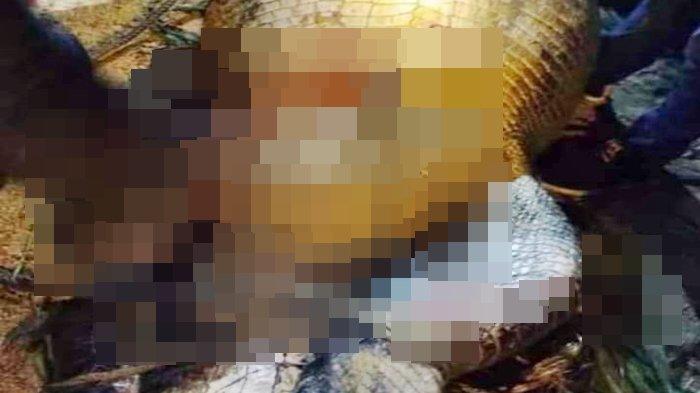 Jasad Subli ditemukan tewas, diduga dimakan buaya di Sungai Lebur, Desa Mandu Pantai Sejahtera, Kecamatan Sangkulirang, Kabupaten Kutai Timur, Kalimantan Timur pada Senin (26/6/2023) malam.