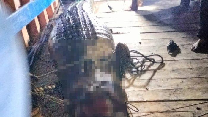 jasad Subli ditemukan tewas, diduga dimakan buaya di Sungai Lebur, Desa Mandu Pantai Sejahtera, Kecamatan Sangkulirang, Kabupaten Kutai Timur.