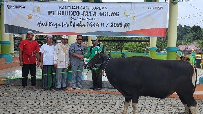 Wakil Direktur Produksi sekaligus Ketua DKM Kideco, Hery Cahyono menyerahkan bantuan sapi kurban kepada pengurus Masjid As-Salam Batu Sopang.