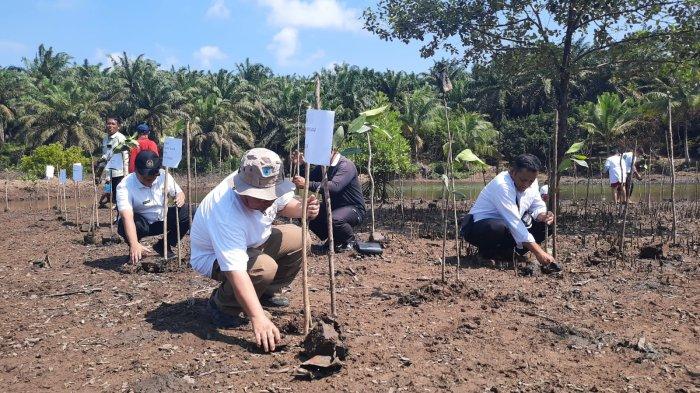 Kepala Dinas Lingkungan Hidup (DLH) Kabupaten Paser Achmad Safari saat melakukan penanaman bibit pohon mangrove, yang digelar oleh Komunitas Peduli Mangrove Kabupaten Paser, di Desa Modang, Kecamatan Kuaro, Kabupaten Paser, Kalimantan Timur, Rabu (26/7/2023). TRIBUNKALTIM.CO/SYAIFULLAH IBRAHIM