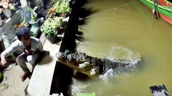 Tangkapan layar video Pak Ambo saat memberikan makan Buaya Riska di Guntung, Bontang, Kalimantan Timur. Keberadaan Buaya Riska mulai mendapat sorotan setelah ada kejadian seorang wanita di Guntung Bontang, diterkam buaya pada Selasa 8 Agustus 2023 malam.