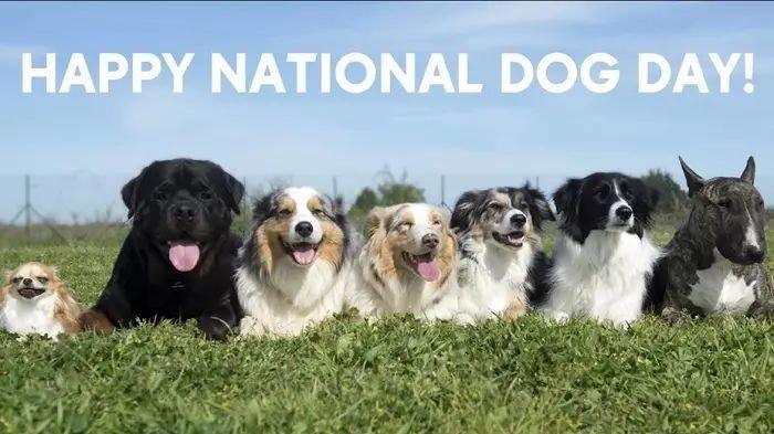 Amerika Serikat memperingati Hari Anjing Nasional atau yang dikenal dengan National Dog Day setiap tanggal 26 Agustus.