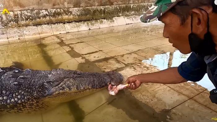 Pak Ambo saat memberi makan Buaya Riska di Penangkaran Buaya Teritip, Balikpapan, Kalimantan Timur.