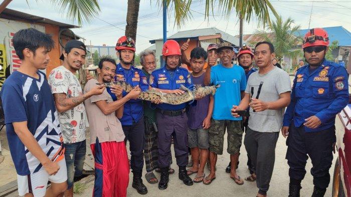Petugas Disdamkartan mengevakuasi buaya yang ditangkap nelayan Guntung, Bontang Utara, Kota Bontang, Kalimantan Timur pada Kamis (2/11/2023) siang.