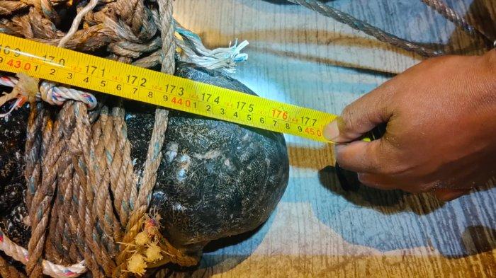 Seekor buaya dengan panjang 4,5 meter yang sering disebut sebagai Ompong berhasil di evakuasi BKSDA Kaltim, dari sungai Guntung, Bontang Utara, Sabtu (4/11/2023) sekira pukul 01.00 dini hari.