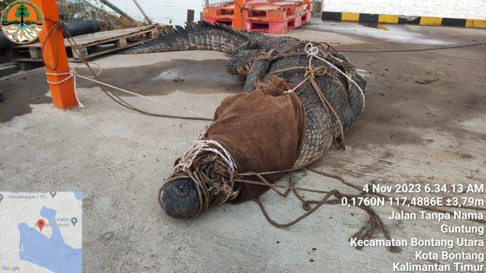 Seekor buaya dengan panjang 4,5 meter yang sering disebut sebagai Ompong berhasil di evakuasi BKSDA Kaltim, dari sungai Guntung, Bontang Utara, Sabtu (4/11/2023) sekira pukul 01.00 dini hari. TRIBUNKALTIM.CO/HO/BKSDA Kaltim
