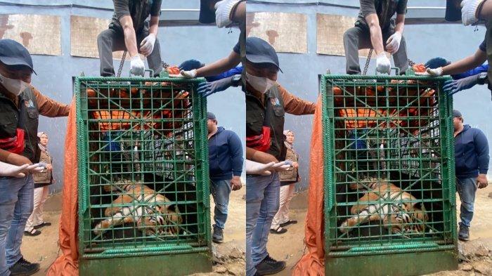 Proses evakuasi Harimau yang dipelihara secara ilegal di Jalan Wahid Hasyim II, Samarinda dari rumah bernomor 99 menuju Tabang, Minggu (19/11/2023). Nasib pemilik harimau yang terkam seorang pria. BKSDA Kaltim menegaskan dengan alasan apapun harimau tidak bisa diperlihara