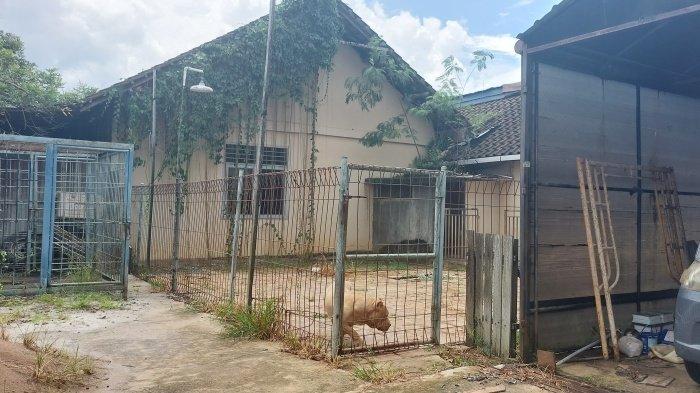 Bangunan lain yang diduga tempat memelihara anjing ras yang ada di rumah AS, pemilik Harimau yang terkam pemberi makannya, Sabtu (18/11/2023) lalu