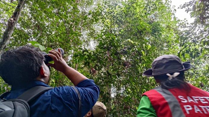 ORANGUTAN – Seorang jurnalis didampingi pemandu tengah mengamati keberadaan sarang Orangutan di Hutan Mayong Merapun, Kamis (30/11/2023).TRIBUNKALTIM.CO/IBNU TAUFIK JUWARIYANTO