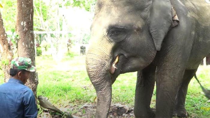 Pak Ambo bersama Gajah Happy usai gagal tak bertemu Buaya Riska di Penangkaran Teritip Balikpapan.