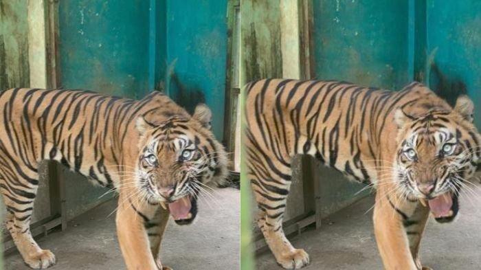 Harimau Sumatera 'Baringin' tampak kurus di kandangnya di Medan Zoo.