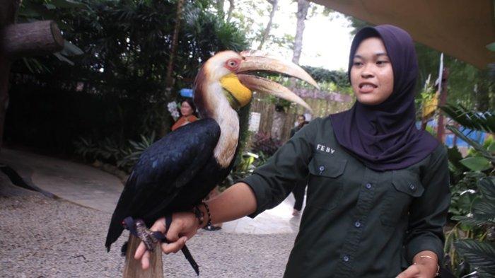 BURUNG ENGGANG - Trainer Feby menunjukkan satwa burumg Enggang atau Rangkong Julang Emas di Mini Zoo Rumah Ulin Arya Jalan Teluk Batu, Desa Bayur, Kelurahan Sempaja Utara Kecamatan Samarinda Utara Kalimantan Timur, Minggu (14/1/2024)