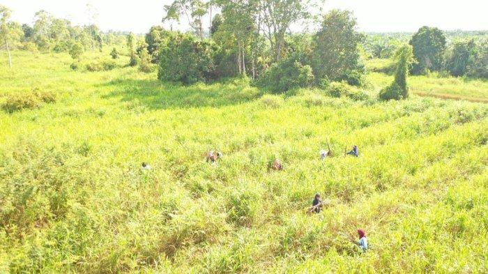 KAYA FLORA FAUNA - Kegiatan di Kawasan Ekosistem Penting Lahan Basah Mesangat Suwi, Kutai Timur, Provinsi Kalimantan Timur, Minggu (28/1/2024). Di lokasi ini, terdapat 15 jenis mamalia, 114 jenis burung, 33 jenis reptil dan ampibi, 50 jenis ikan air tawar dan 102 jenis tumbuhan berbunga serta 28 jenis tumbuhan paku-pakuan.