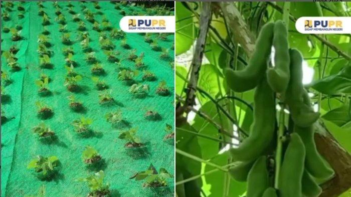 KACANG BABI - Tanaman kacang babi yang ditanam di sekitar jalan tol IKN Nusantara.