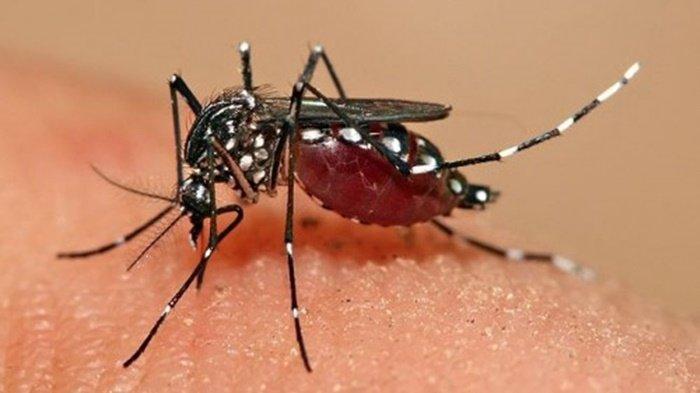 Ilustrasi nyamuk Aedes aegypti.