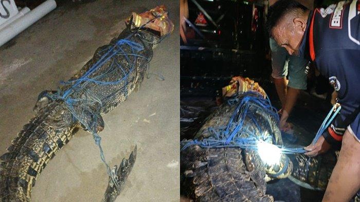 Buaya muara sepanjang ,9 meter yang ditangkap Disdamkartan Kutim di parit kawasan Kanal 3, Jalan AW Syahranie, Kecamatan Sangatta Utara, Sabtu (9/3/2024) malam.