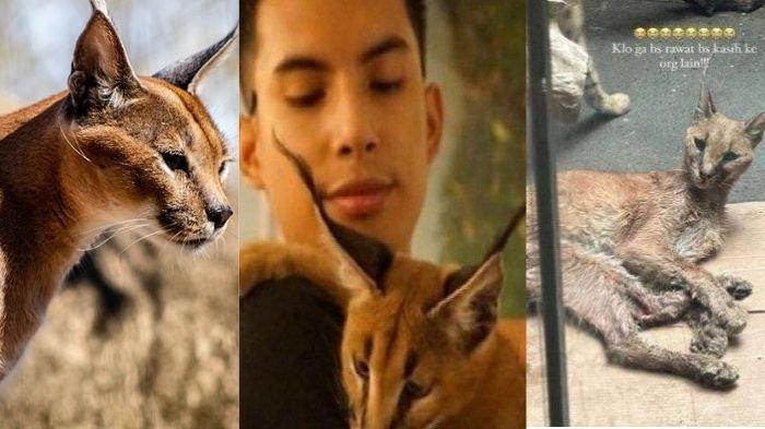 Kucing Caracal, kucing Rachel Vennya yang mati usai ditelantarkan Okin, ternyata ini keistimewaan jenis kucingnya yang punya harga fantastis.