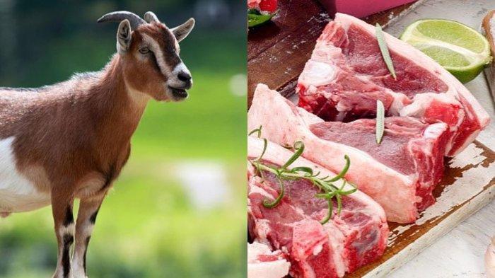 Daging kambing.