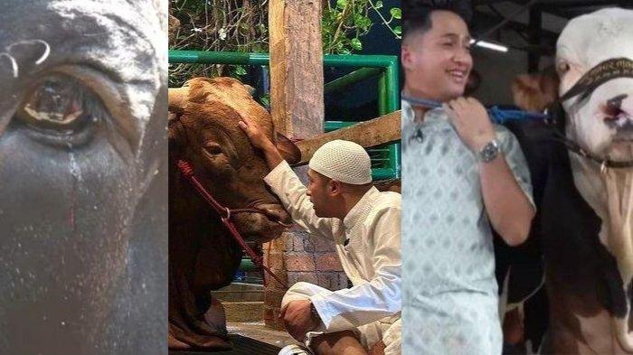 Irfan Hakim kerap membuat konten bersama sapi kurbannya dari tahun ke tahun, inilah 4 kisahnya bersama sapi kurban, dari Grandong hingga Condrosimo.
