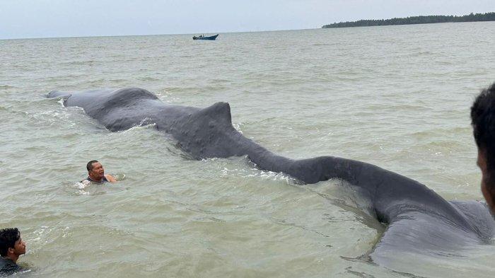 Paus sperma yang terdampar di perairan kawasan Teritip, Balikpapan. Paus dengan panjang sekitar 15 meter dan berat 40 ton ini diduga tersesat akibat faktor kesehatan atau gangguan sonar.TRIBUNKALTIM.CO/HO/BRIPKA TAUFIK