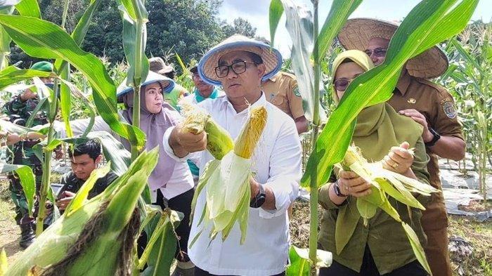 TANAMAN PANGAN - Ilustrasi Pj Gubernur Kaltim, Akmal Malik bersama jajaran saat ikut panen hasil tanaman pangan .