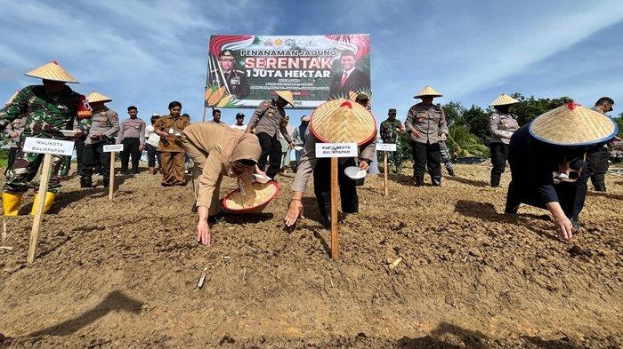 Sebagai langkah strategis mendukung ketahanan pangan nasional, Forkopimda Balikpapan bersama Dinas Pertanian, Polri, TNI, dan kelompok tani menggelar kegiatan penanaman jagung secara serentak. Kegiatan ini dilaksanakan di kawasan Polresta Balikpapan, dengan total lahan yang disiapkan mencapai 58 hektare, Selasa (21/1/2205). Untuk pelaksanaan kick off penanaman di kawasan Polresta Balikpapan di wilayah kelurahan Lamaru dengan luas sekitar 1 hektare RT 23 Jalan Padat Karya, Balikpapan Timur.