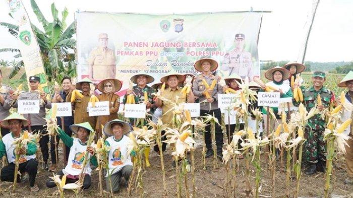 AGENDA BUPATI PPU - Panen jagung di Penajam Paser Utara dihadiri oleh Bupati Mudyat Noor pada Selasa (29/4/2025).