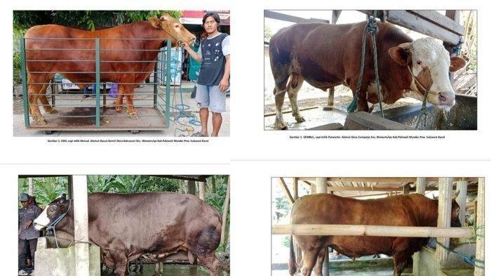 SAPI KURBAN PRABOWO - Empat ekor sapi milik peternak di Kecamatan Wonomulyo, Kabupaten Polman, Sulbar terpilih jadi hewan kurban Presiden Prabowo Subianto, Rabu (14/5/2025). Dari empat sapi terpilih, tiga milik peternak asal Desa Kebunsari, Kecamatan Wonomulyo. (Tribun Sulbar/Fahrun Ramli)