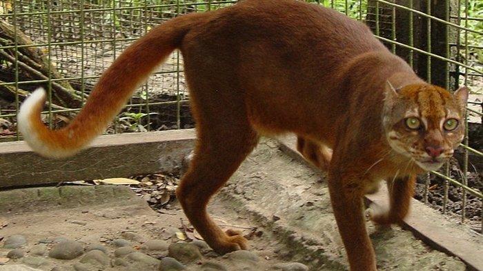 KUCING MERAH KALIMANTAN - Foto satwa langka Kucing Merah Kalimantan atau Catopuma badia yang diunggah di situs Wikipedia. (id.wikipedia.org)