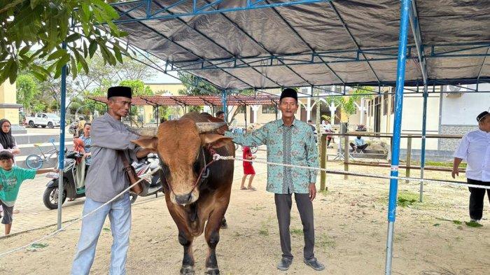 SAPI PRESIDEN - Peternak sapi Prayitno, yang sapi miliknya terpilih sebagai hewan qurban bantuan Presiden, ditemui usai penyerahan sapi oleh Wakil Gubernur Kaltim pada Jumat (6/6/2025). Peternak sapi dari Makroman, Samarinda, kembali mencuri perhatian setelah untuk kedua kalinya sapinya terpilih sebagai hewan qurban bantuan Presiden seekor sapi hasil persilangan Brahman dan Pegon bernama Adul seberat 960 kilogram yang disembelih di Masjid Besar Ar-Rasyidin. (TRIBUNKALTIM.CO/RAYNALDI PASKALIS)