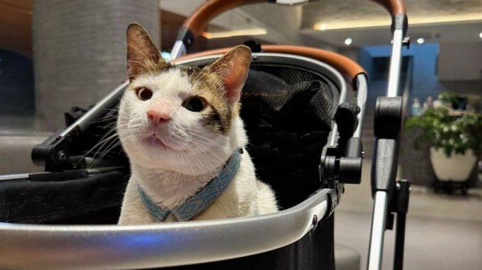 KUCING PRABOWO - Kucing Presiden Prabowo Subianto, Bobby Kertanegara, duduk di stroller. Bobby ikut diboyong Prabowo tinggal di Istana Merdeka.(Dok.Instagram @bobbykertanegara)