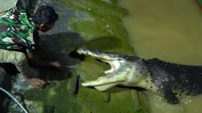 Tangkapan layar video Pak Ambo saat memberikan makan Buaya Riska.TRIBUNKALTIM.CO/HO/Sumber Chanel Youtube Buaya Riska