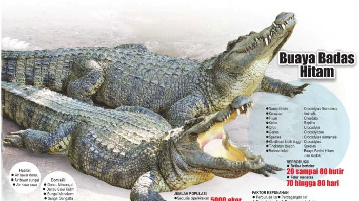 Buaya Badas Hitam