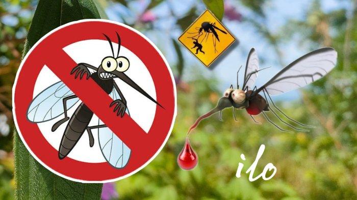 Ilustrasi nyamuk penyabab DBD. Saat musim hujan kasus demam berdarah dengue meningkat, tentu wajib waspada.