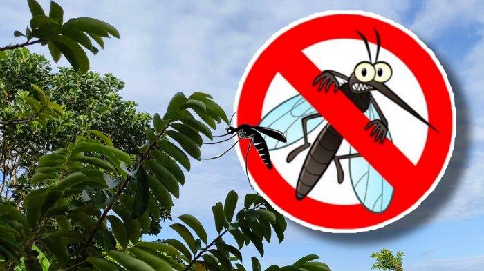 ILUSTRASI Bersih dari nyamuk demam berdarah. Cegah penyakit malaria.