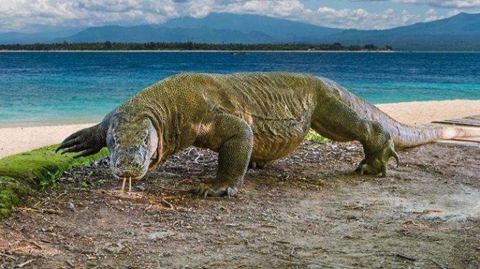 Prihatin Kondisi Komodo Semakin 'Kurus' Taman Nasional Komodo Bakal Ditutup Selama Setahun