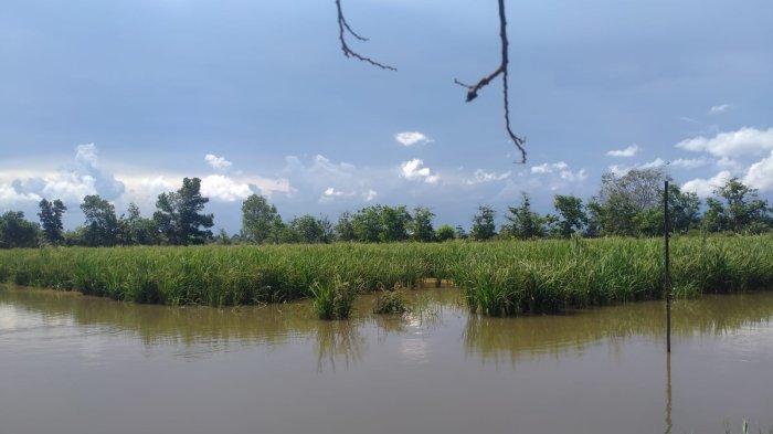 Lahan pertanian produktif di Desa Sebakung Jaya, Kabupaten Penajam Paser Utara, pengelolaannya tidak optimal lantaran terkendala irigasi. Kini bergantung pada Lokasi Bendungan Telake yang berada di Kecamatan Long Kali, Kabupaten Paser, Kalimantan Timur yang merupakan penyangga Ibu Kota Negara Indonesia atau IKN Nusantara.