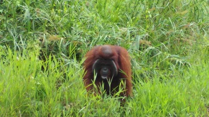 Orang Utan tiba - tiba menampakan dirinya sambil berjalan menyusuri sungai di kawasan Borneo Orangutan Survival Samboja (BOSS).