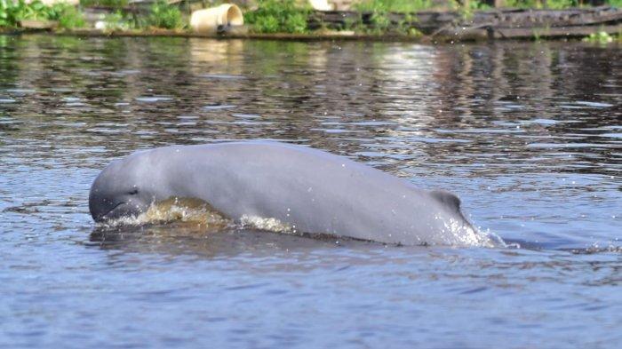 Pesut Mahakam dengan nama latinnya Orcaella brevirostris di Kalimantan Timur.