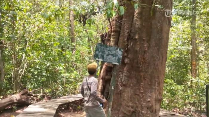 Pohon ulin ribuan tahun di Taman Nasional Kutai