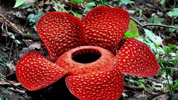 Rafflesia Arnoldii