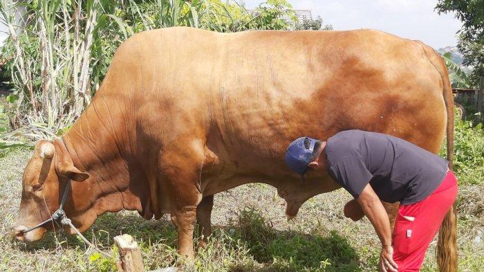 Ilustrasi Sapi limosin dagangan hewan Qurban Idul Adha.