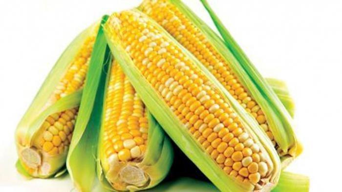 ILustrasi Jagung