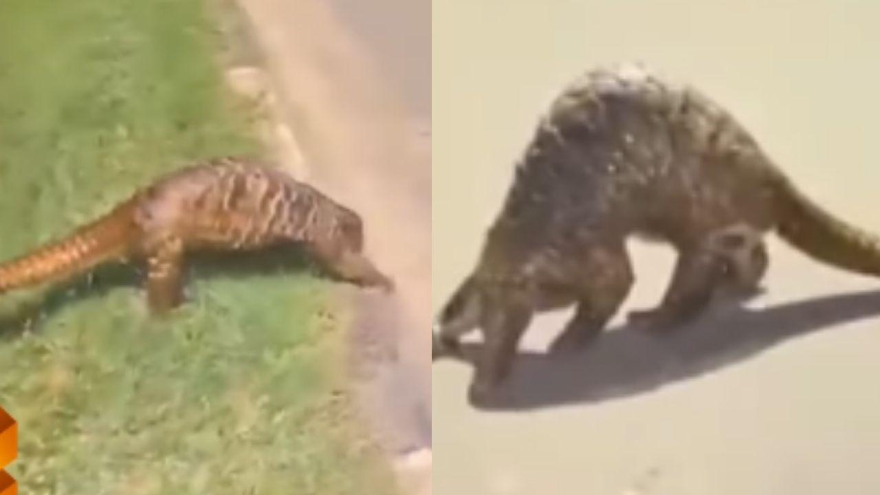 Beredar video viral di media sosial yang memperlihatkan seekor hewan langka seperti trenggiling melewati sebuah jalan di Sangatta, Kutai Timur, Kalimantan Timur.