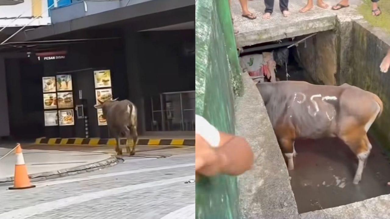 SAPI CORE 2025 - Kolase sapi core 2025 yang diunggah akun Instagram @portalbalikpapan pada Sabtu (7/6/2025). Viral di media sosial kumpulan kejadian unik sapi-sapi yang hendak dijadikan hewan kurban saat Idul Adha 2025 pada Sabtu (7/6/2025). (Instagram/@portalbalikpapan)
