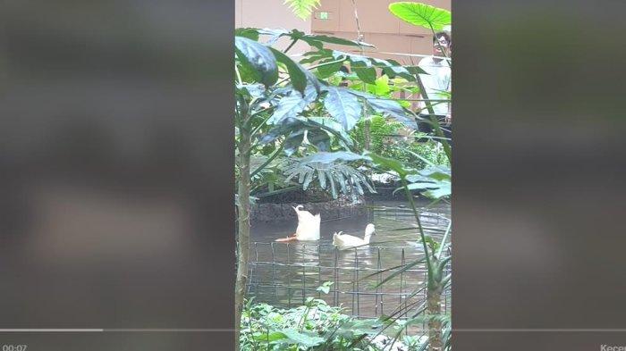 ANGSA - Viral Aksi Lucu Dua Angsa Yang Menenggelamkan Kepalanya ke Dalam Air Aksi Angsa Ini Menghibur